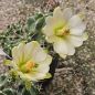 Preview: Echinocereus mojavensis